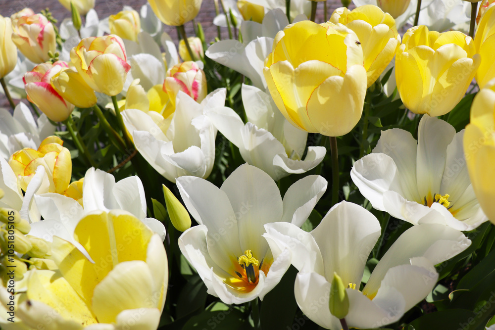 Obraz premium spring time. blooming tulips in a garden flower bed