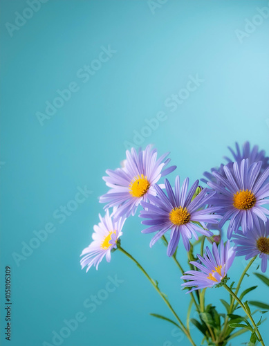 Symphyotrichum ericoides flower on side position provides copy space for text. background concept isolated light blue background photo