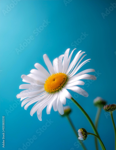 Symphyotrichum ericoides flower on side position provides copy space for text. background concept isolated light blue background photo