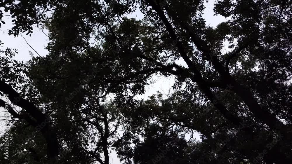 Dark trees with a cloudy sky Dark trees with a cloudy sky