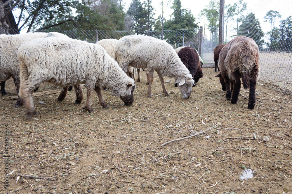 Obraz premium Sheep with their babies on the farm