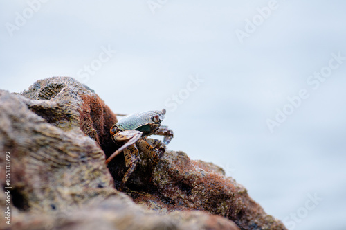 Φωτογραφία A crab on the sea rock