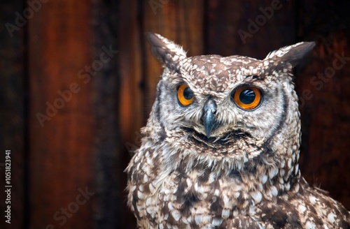 Cape spotted owl (Bubo africanus), Garden Route Birds of Prey Rehab Centre, George. photo