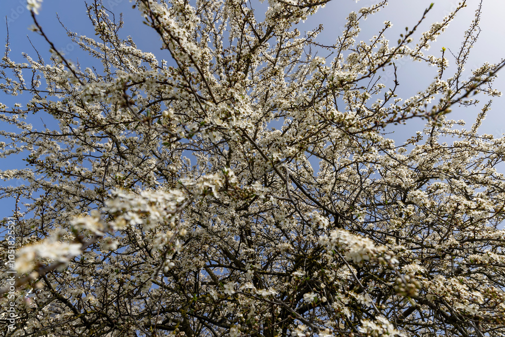 cherry blossoming with white flowers
