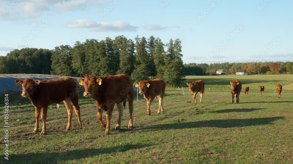 A herd of calves with cattle tags on their ears are walking across the ...