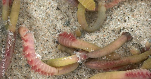 Colony of Arenicola marina worms close-up, class Polychaeta. They inhabit the intertidal zone and dig holes in silty-sandy soil. White Sea photo