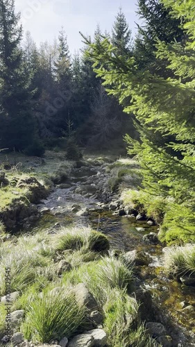 stream in the forest