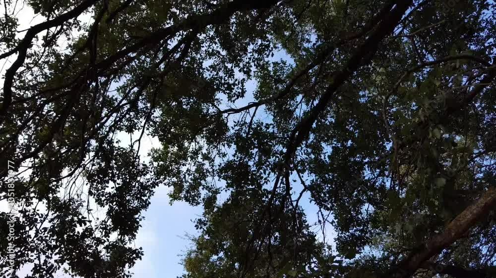 Many branches with leaves moving through the air. Many branches with leaves moving through the air.