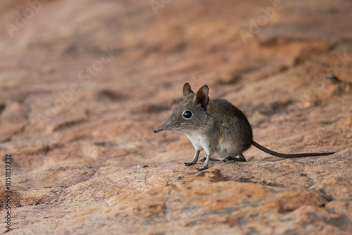 Short-eared elephant-shrew