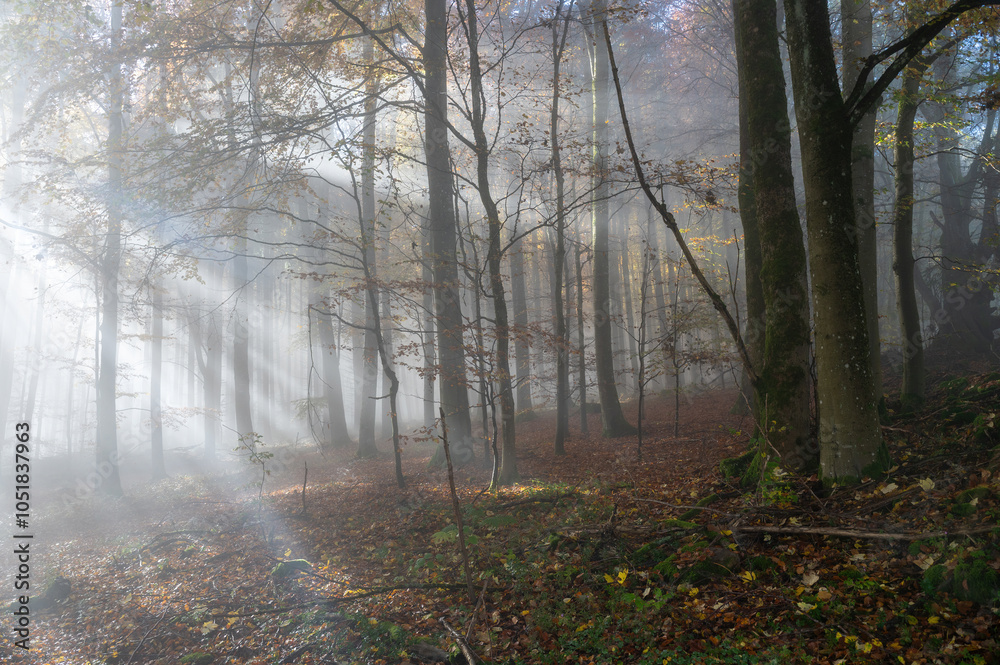 Fototapeta premium Sunbeams in fog in an autumn forest