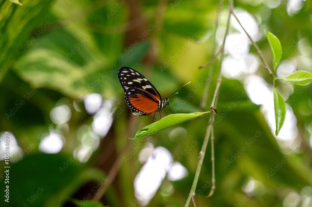 Beautiful exotic red black butterfly on a leaf Beautiful exotic red black butterfly on a leaf