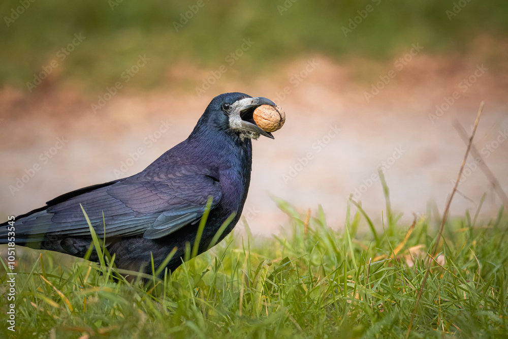 Fototapeta premium A rook stands between green grass and holds a walnut in its beak.