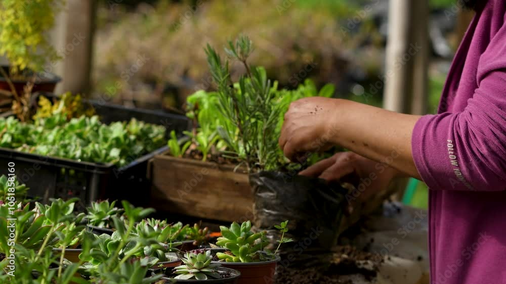 Close-up of a Latin American woman working in a nursery or plant greenhouse Close-up of a Latin American woman working in a nursery or plant greenhouse