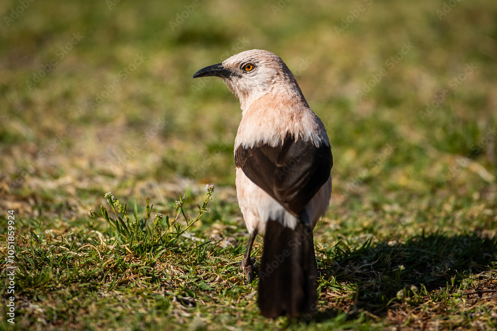 Fototapeta premium Southern pied babbler foraging on the ground