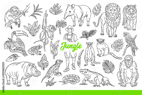 Wildlife of tropical jungle with animals and plants, or man traveling through rainforest. Inscription jungle among exotic flora and dangerous fauna from southern islands. Hand drawn.