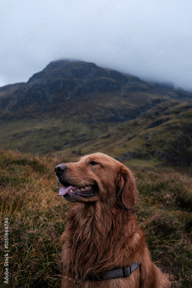Fototapeta premium dog in the mountains