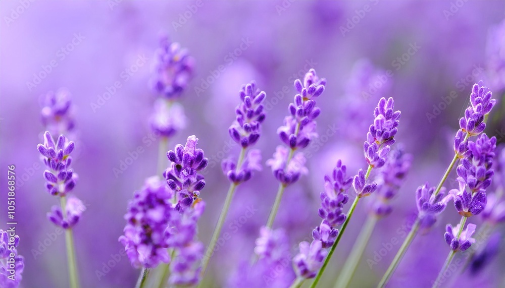 Obraz premium Dreamy Lavender Field in Soft Focus