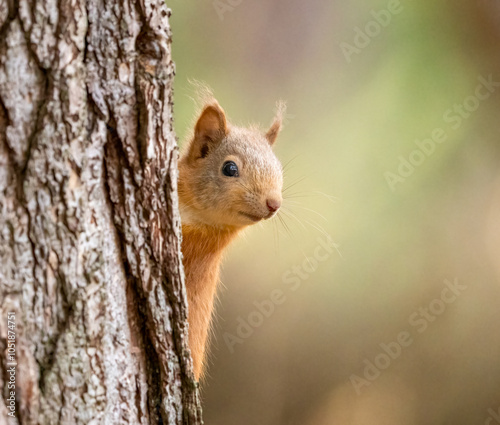 Close up of a cute little scottish red squirrel looking out from behind a tree trunk in the forest