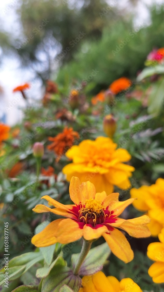 autumn flowers autumn flowers