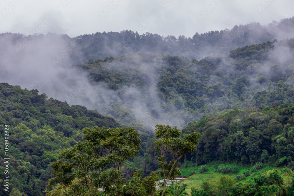 Fototapeta premium The natural background of the mountain atmosphere, green rice fields and many kinds of plants surrounding, rainbow and a walkway to see the completeness of the ecosystem.