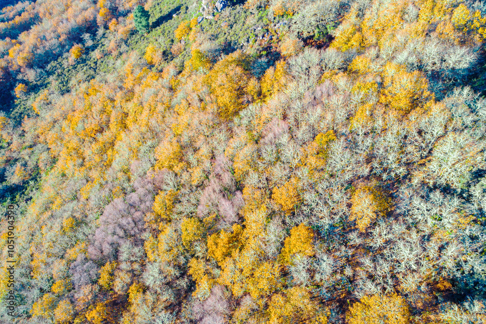 mountainside with a deciduous forest in autumn, seasonal background autumnal concept. Aerial image zenithal from drone mountainside with a deciduous forest in autumn, seasonal background autumnal concept. Aerial image zenithal from drone