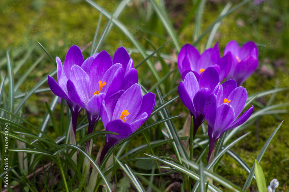 crocus flowers in the garden - spring flowers crocus flowers in the garden - spring flowers