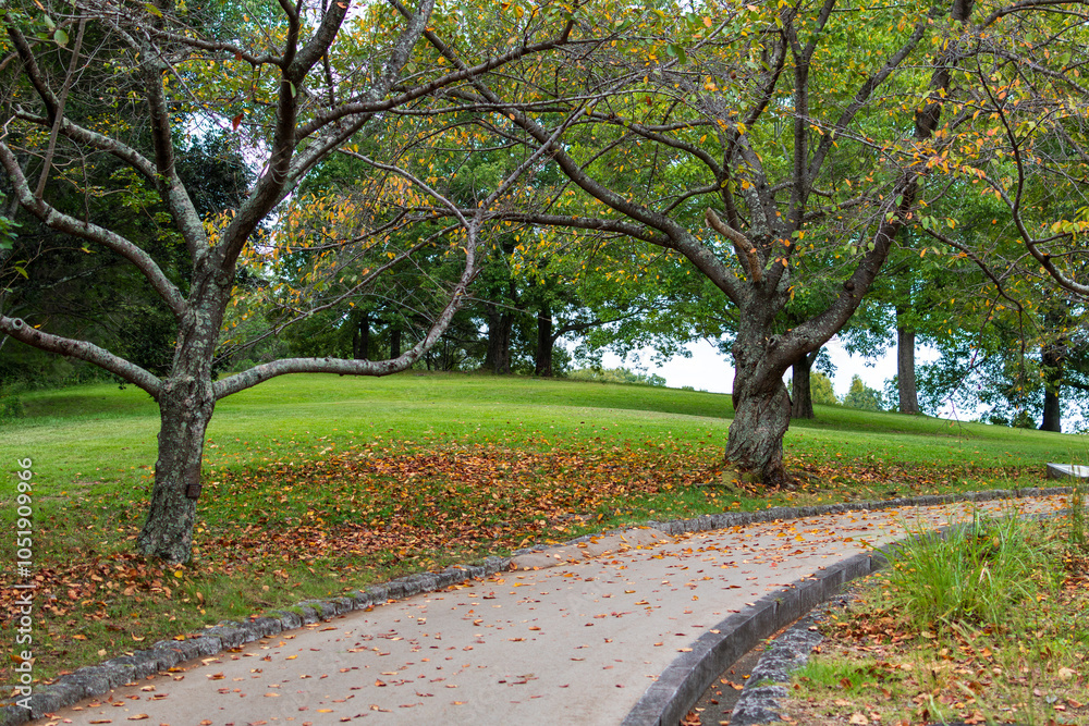 Obraz premium Autumn Path with Falling Leaves