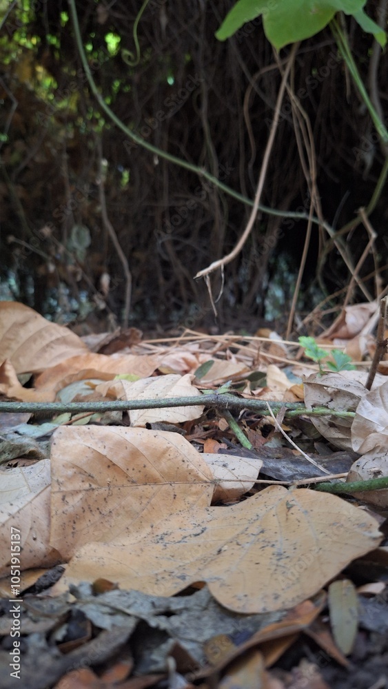 Obraz premium Fallen leaves on the ground