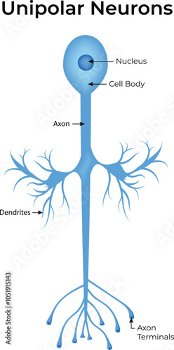 Unipolar Neuron Vector Illustration