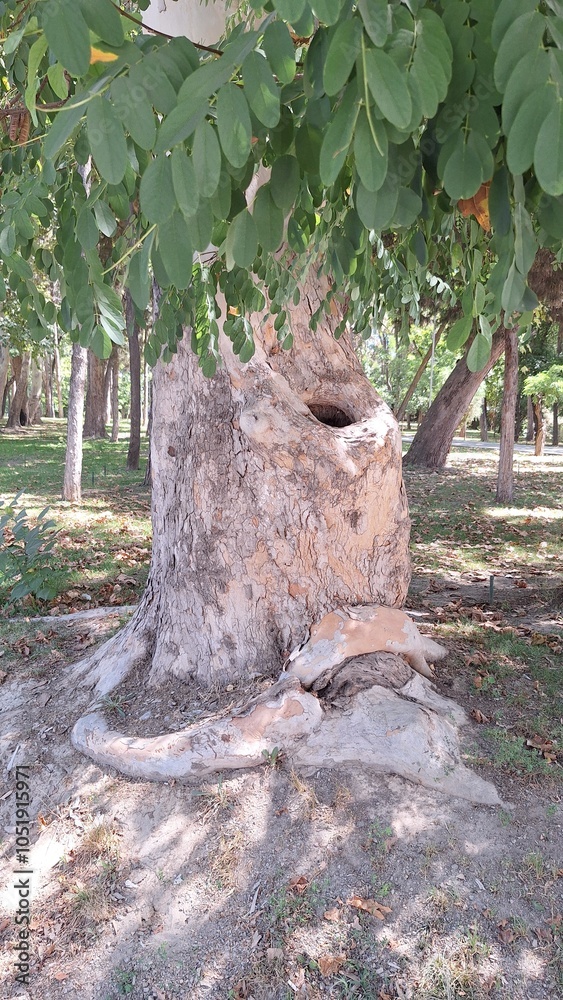 Obraz premium tree trunk