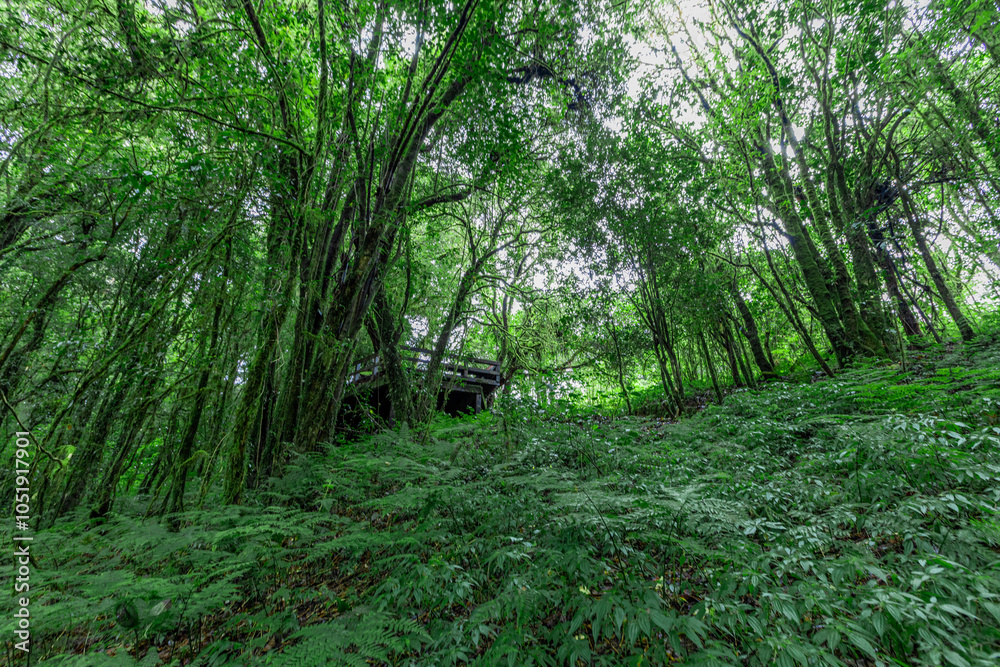 Obraz premium panoramic background of high mountain scenery, overlooking the atmosphere of the sea, trees and wind blowing in a cool blur, spontaneous beauty