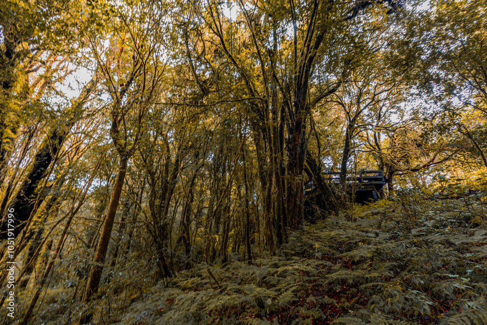 Obraz premium panoramic background of high mountain scenery, overlooking the atmosphere of the sea, trees and wind blowing in a cool blur, spontaneous beauty