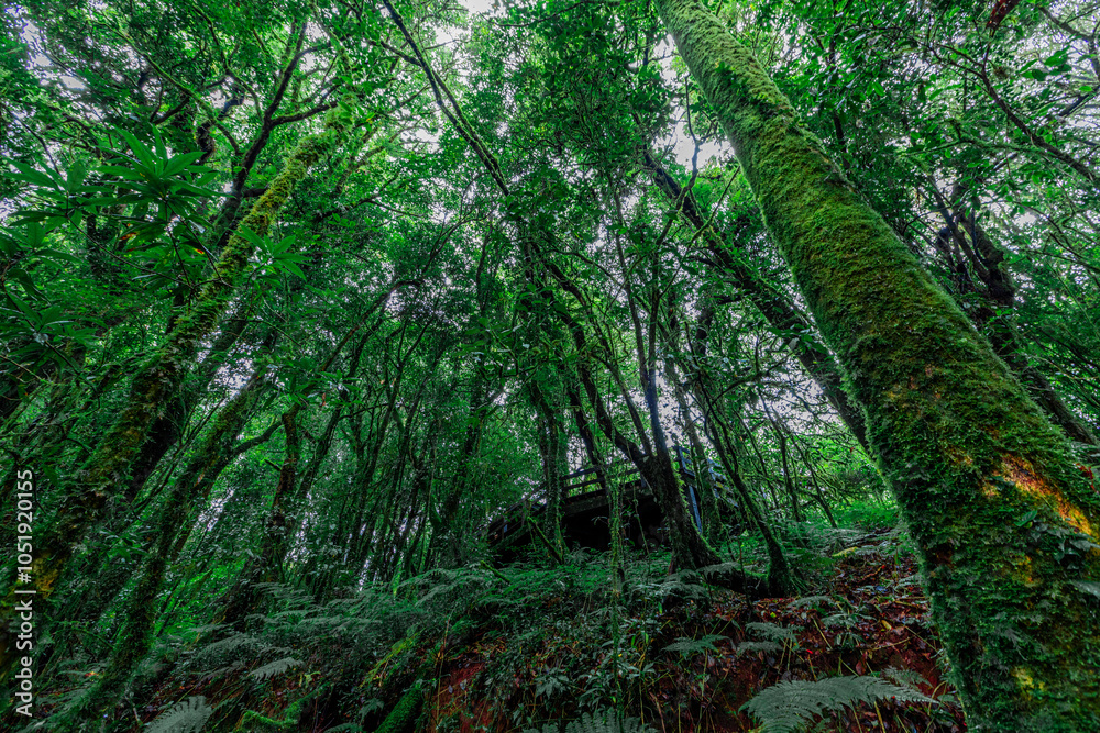 Obraz premium panoramic background of high mountain scenery, overlooking the atmosphere of the sea, trees and wind blowing in a cool blur, spontaneous beauty