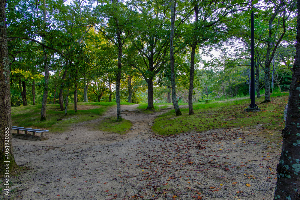 Fototapeta premium Forest Pathway with Fallen Leaves and Wooden Bench
