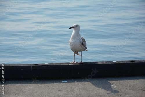 seagull on the pier. Birdwatching. A lone seagull stands on a concrete ledge by the water, gazing at the calm, blue surface of the sea. The bird appears relaxed, capturing a peaceful coastal moment photo