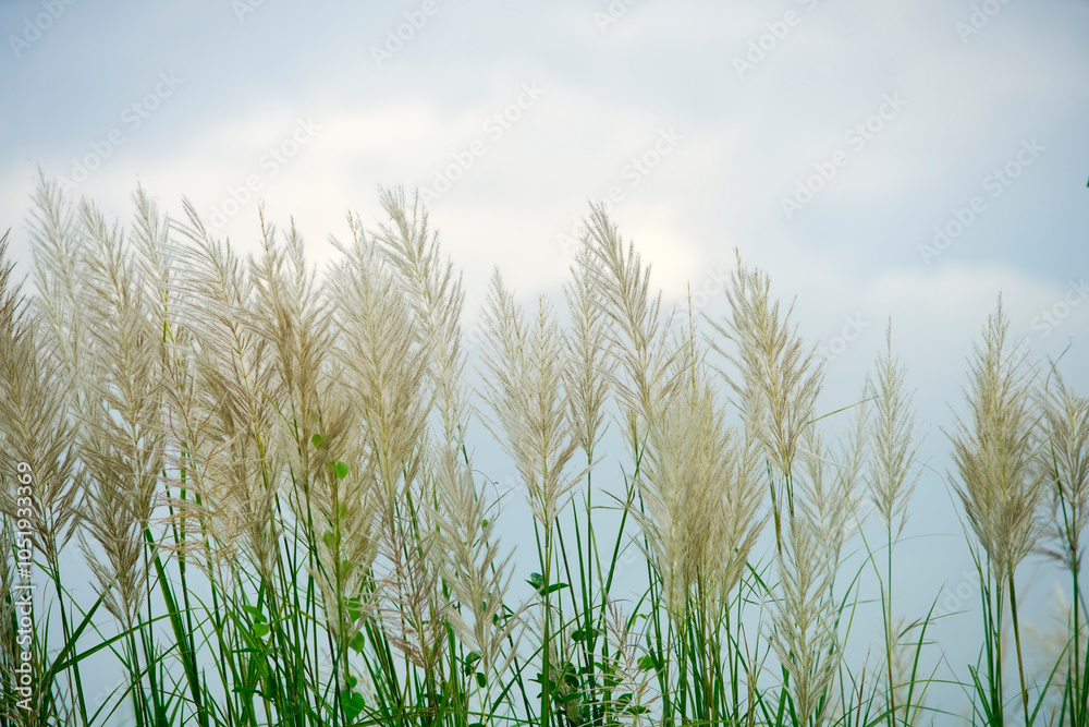 Obraz premium Soft Grasses Against a Cloudy Sky