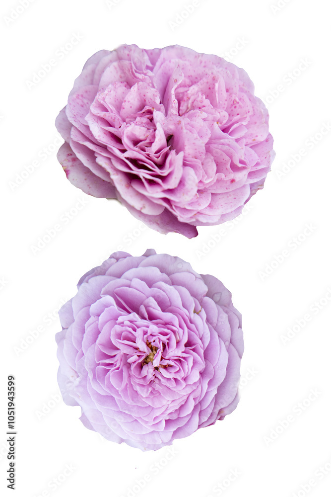 Obraz premium Floribunda bush rose. Rose 'Novalis'. Lavender or mauve coloured. isolated
