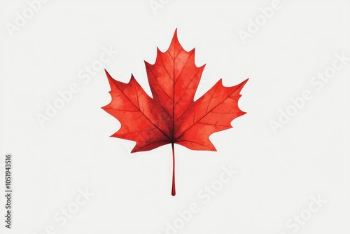 Red Maple Leaf Isolated on White Background
