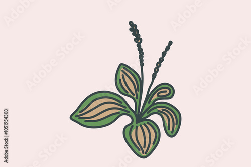 Hand drawn botanical plant outline isolated on beige background. Trendy artistic blossom plantain vector illustration. Graphic design with space for wedding invitation greeting card flyer banner event