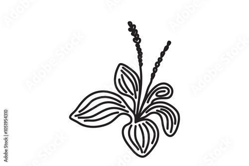 Hand drawn botanical plant, black outline isolated on white background.Trendy artistic blossom plantain vector illustration. Graphic design with space for wedding invitation greeting card flyer banner