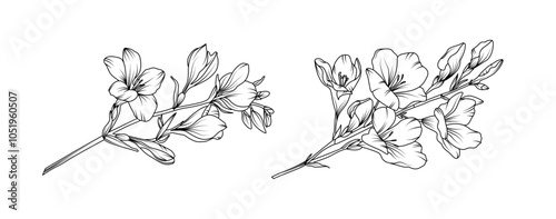 Freesia flower arrangement line art on white background. Silhouette freesia botanical hand drawn element for wedding, invitation frame design, vector illustration