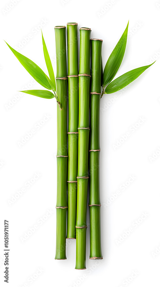 Bamboo green sticks with leaves isolated on transparent background Bamboo green sticks with leaves isolated on transparent background