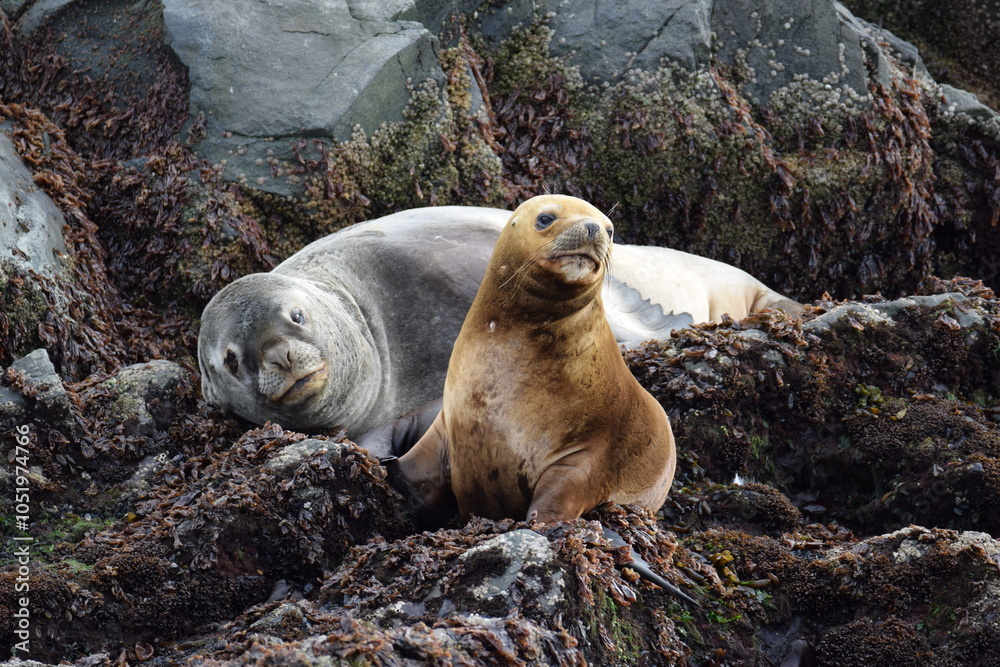 Obraz premium sea lion on rock, ushuaia, argentina