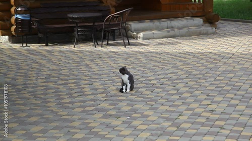 cats