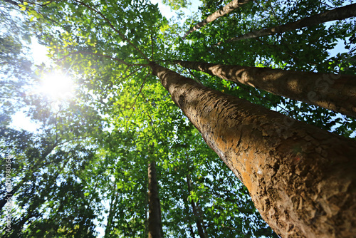 Giant Dipterocarpus alatus Forest at Ao Siam National Park in Bang saphan. Prachuap Khiri Khan Province, Thailand  photo