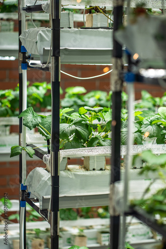 Strawberry cultivation in greenhouse using hydroponics and phyto lamps. Mini-farm for growing berry of Fragaria in artificial soil, under growing light in hothouse. Closeup of vertical indoor farming photo