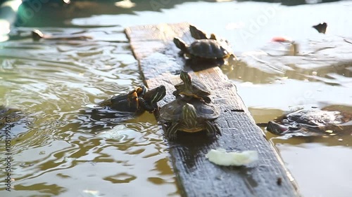 turtles in the pond climb a tree climb on top of each other children of turtles with a family