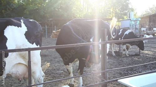 cows in a farm