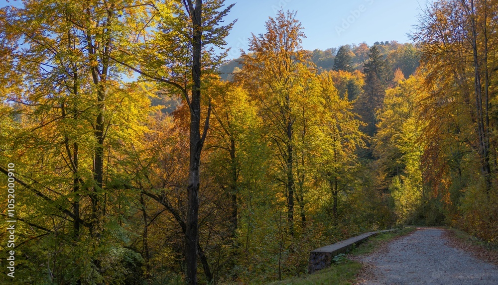 Fototapeta premium Serene autumn forest with vibrant yellow and orange foliage under a clear blue sky
