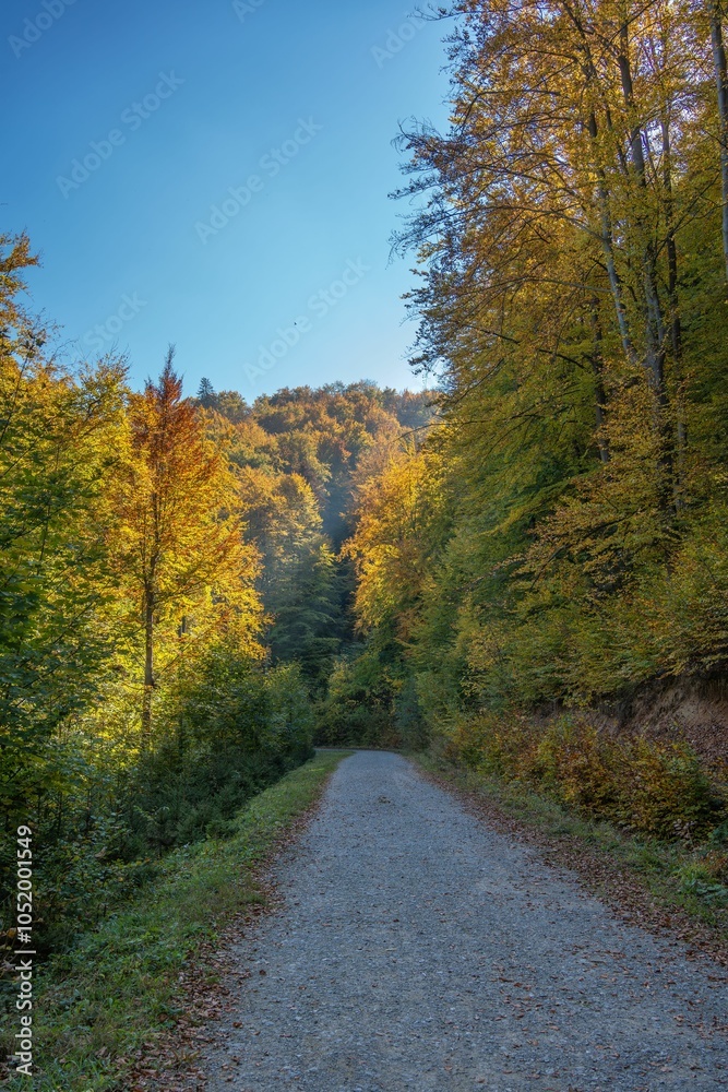 Fototapeta premium Winding forest path surrounded by vibrant autumn trees under a clear blue sky